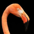 Plameniak červený (Phoenicopterus ruber)