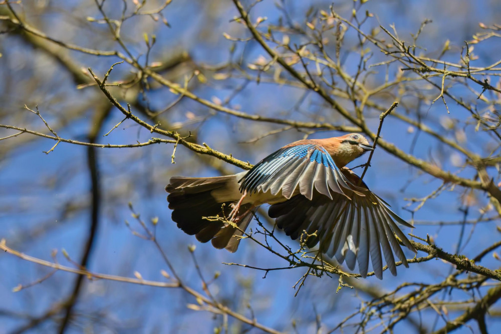 Budovanie hniezda 3 - presúvanie