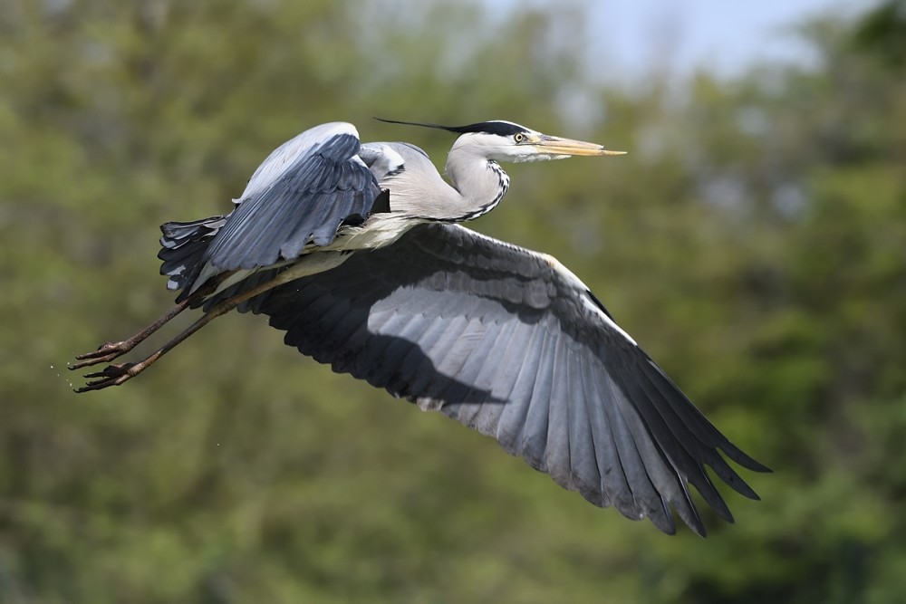 Ardea cinerea