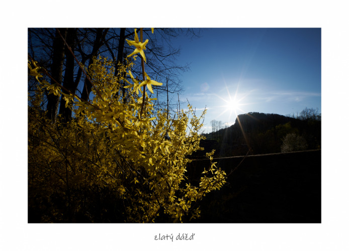 zlatý dážď