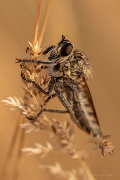 Robber Fly