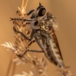 Robber Fly
