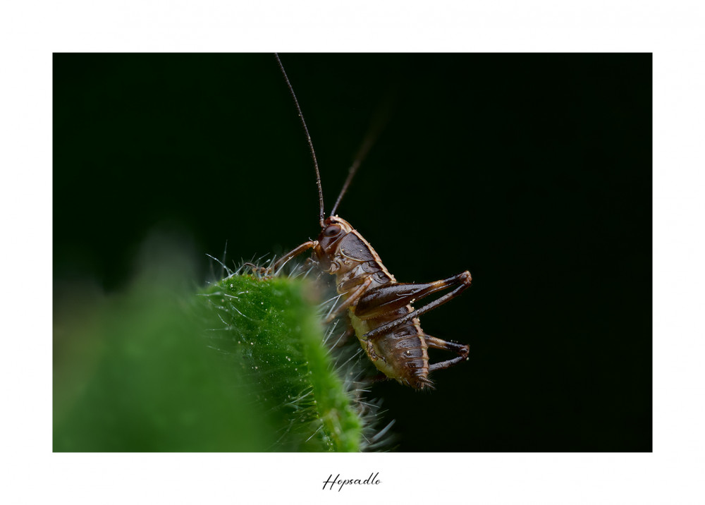 Hopsadlo