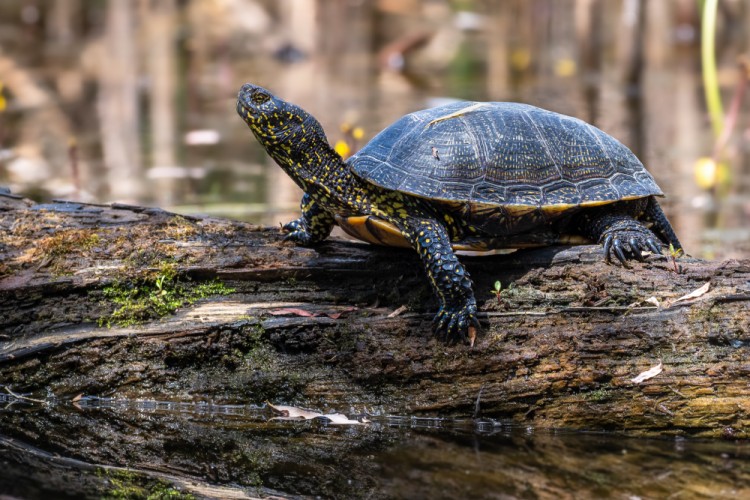 korytnačka močiarna, The European pond turtle (Emys orbicularis)