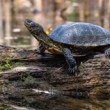 korytnačka močiarna, The European pond turtle (Emys orbicularis)