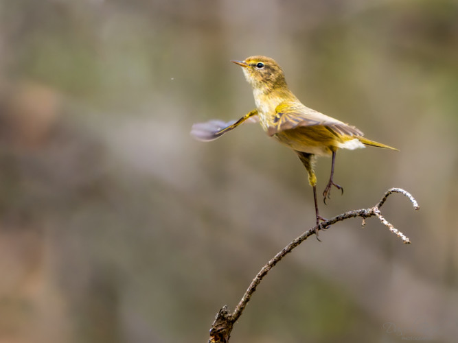 Kolibiarik čipčavý