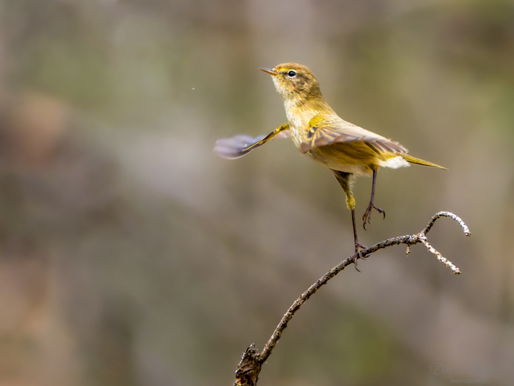 Kolibiarik čipčavý