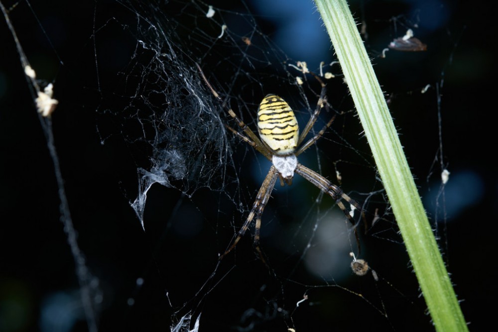 pekne hnusný webspider