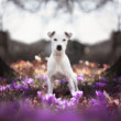 Patterdale teriér  - Iman