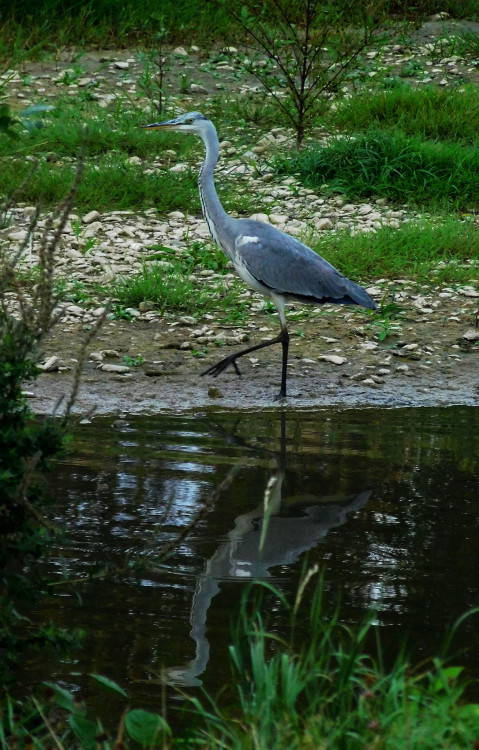 promenáda