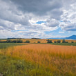 Polia na Turci