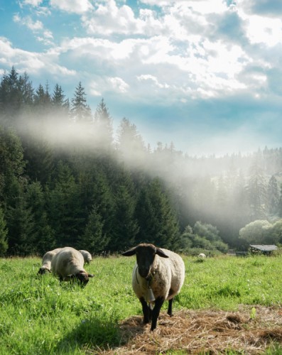 Ovce v hmle
