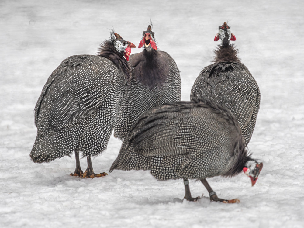 perličky na zamrznutom jazere