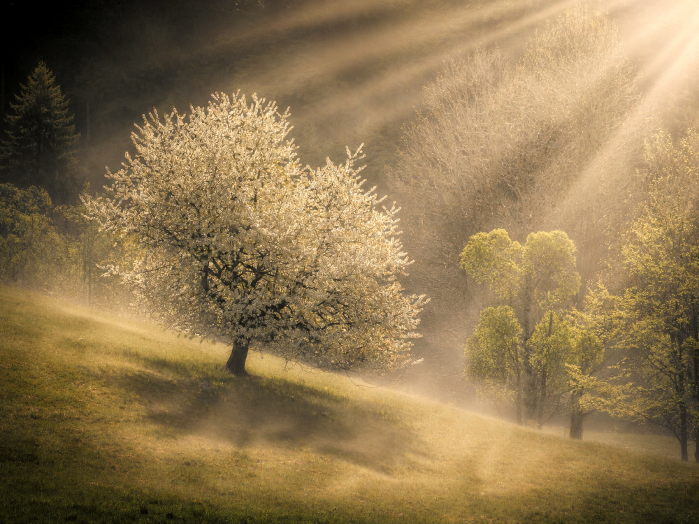 Fiat Lux