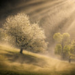 Fiat Lux