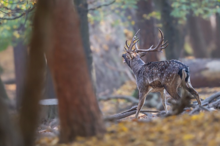 Daniel škvrnitý, The fallow deer (Dama dama)