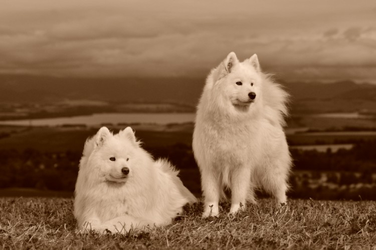 Retro samojed V