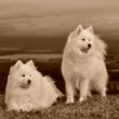 Retro samojed V