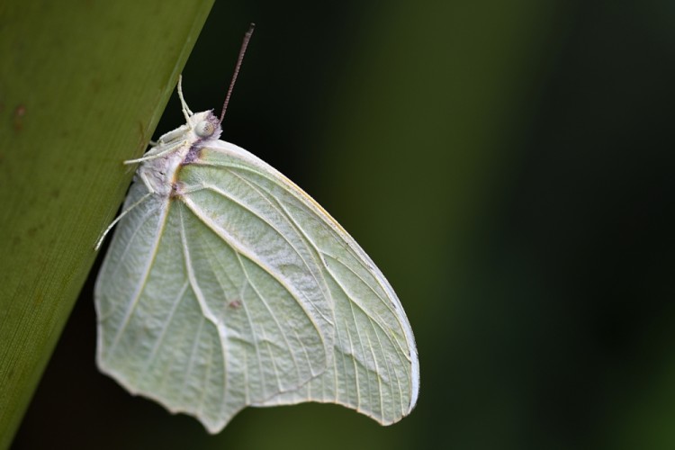 Catopsilia florella