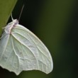 Catopsilia florella