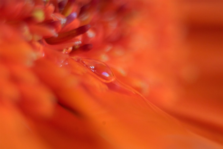 Kvetinkovo orange