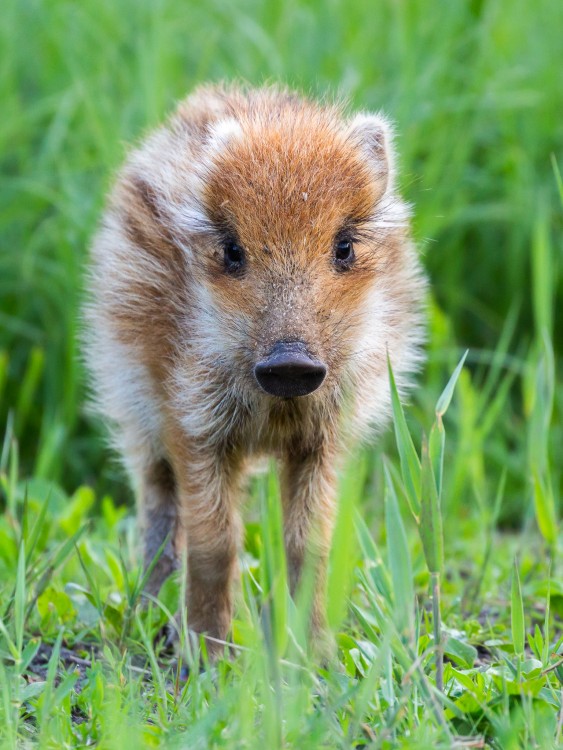 Diviak lesný, The wild boar (Sus scrofa)