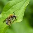 Včielka