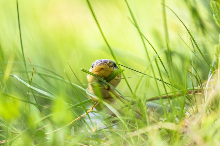 Užovka stromová (Zamenis longissimus)