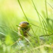 Užovka stromová (Zamenis longissimus)