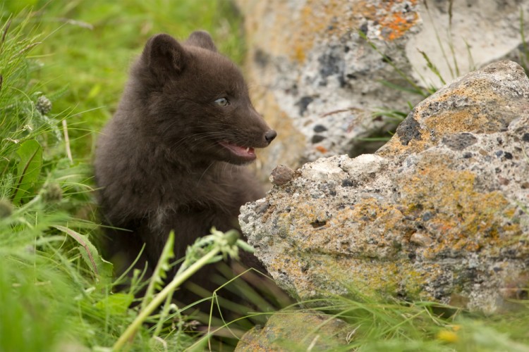 Vulpes lagopus (líška polárna)