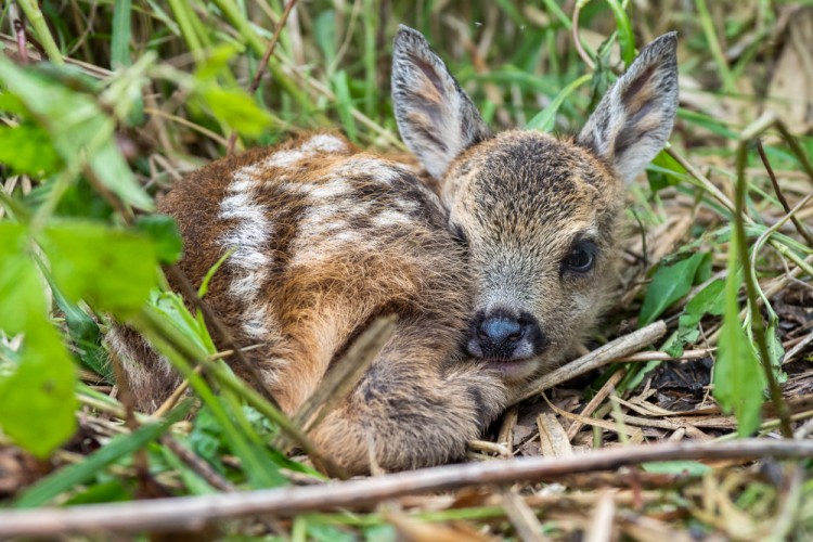 Srna lesná (Capreolus capreolus)