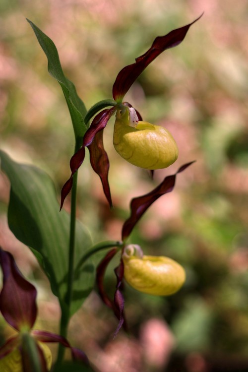 Lesná orchidea