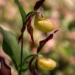 Lesná orchidea