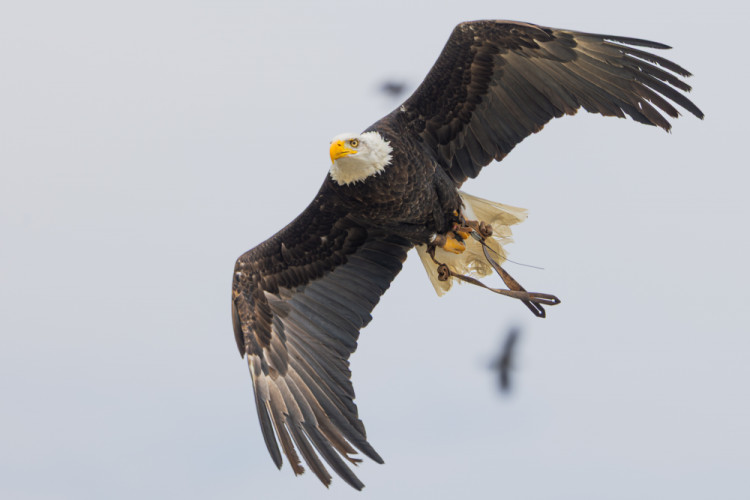 Photodoctors: Dravce pri Dunaji