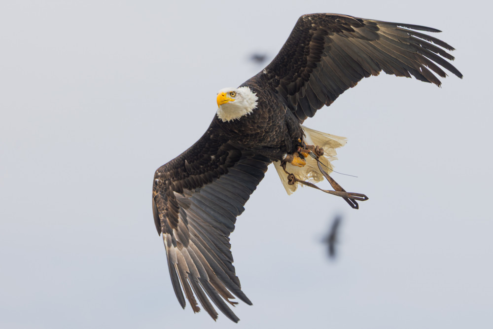 Photodoctors: Dravce pri Dunaji