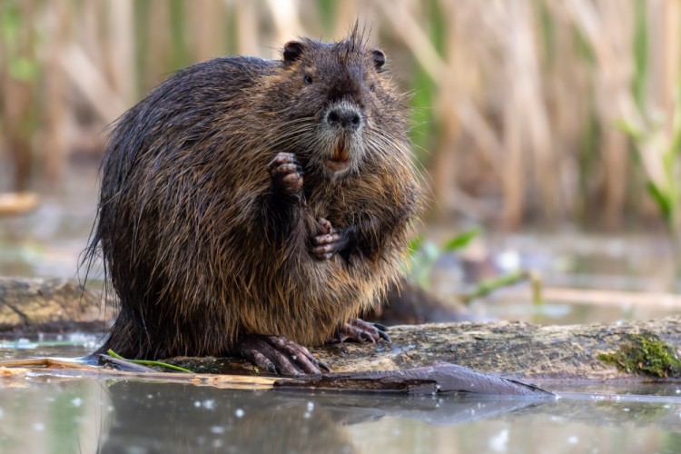 Nutria riečna, The coypu (Myocastor coypus)