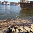 Kačky na Dunaji
