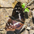 Dúhovec