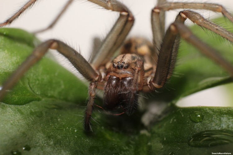 Tegenaria domestica