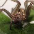 Tegenaria domestica