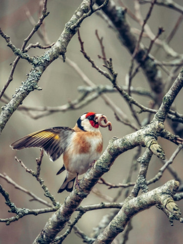 Hostina v korunách.