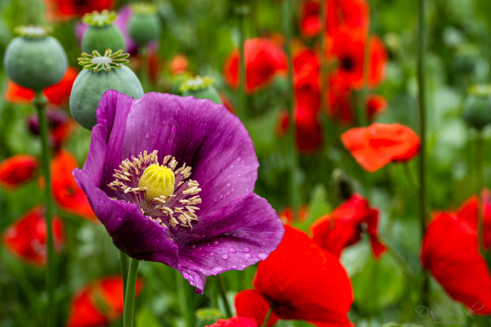 Papaver 'Bolero