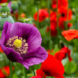 Papaver 'Bolero