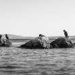 Siesta