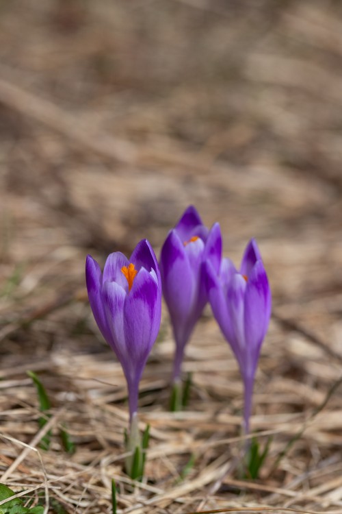 Krokusy