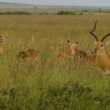Impala , Masai Mara
