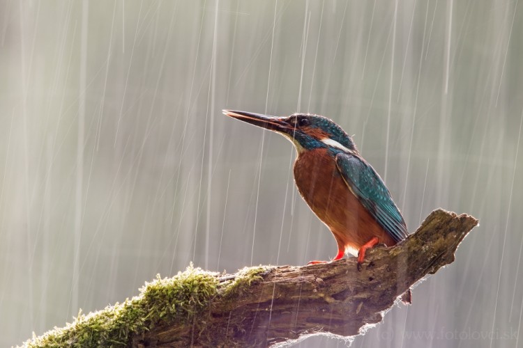 Rybárik v daždi