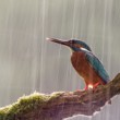 Rybárik v daždi
