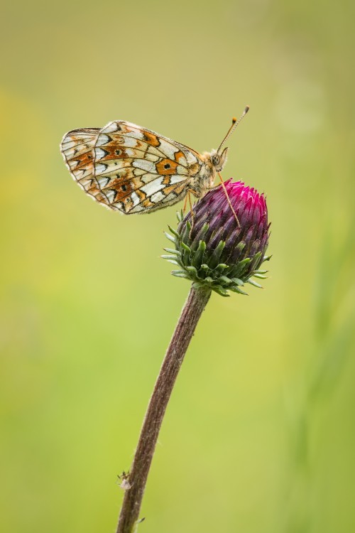 motyl