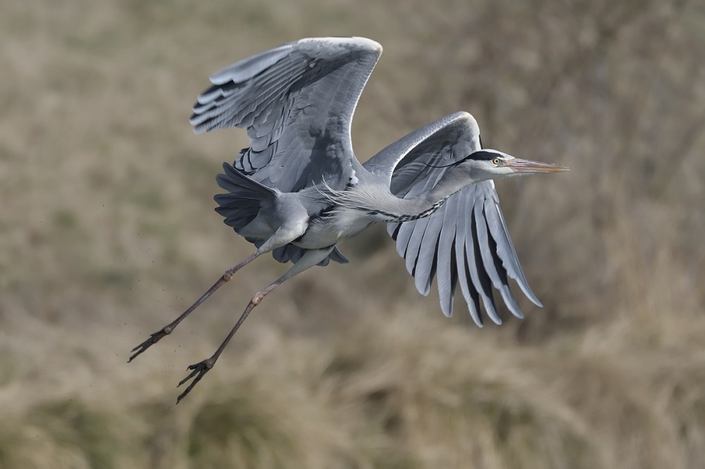 Ardea cinerea